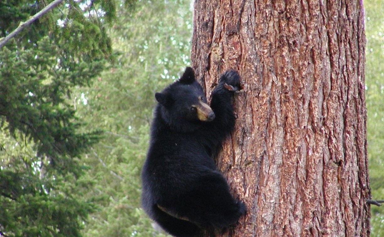 Два парня в Анивском районе спасались от медведей на деревьях
