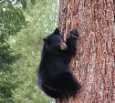 Два парня в Анивском районе спасались от медведей на деревьях