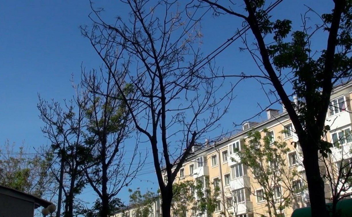 Главный научный сотрудник РАН Наталья Карпун назвала причины усыхания деревьев в Южно-Сахалинске
