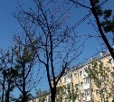 Главный научный сотрудник РАН Наталья Карпун назвала причины усыхания деревьев в Южно-Сахалинске