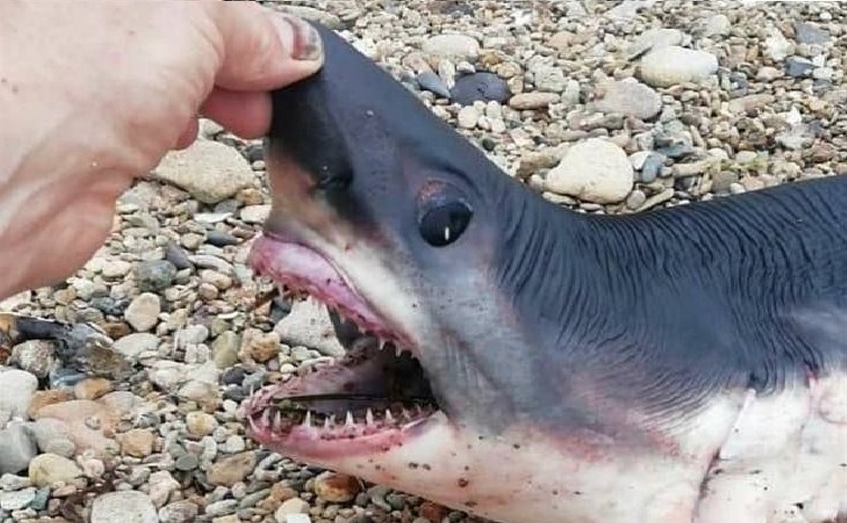 В Холмском районе на берег моря выбросило акулку
