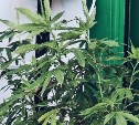 Жителя Курил заставили лечиться от наркомании после того, как у него дома нашли коноплю