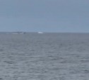 Катеру пришлось остановиться из-за кита возле порта в Корсакове
