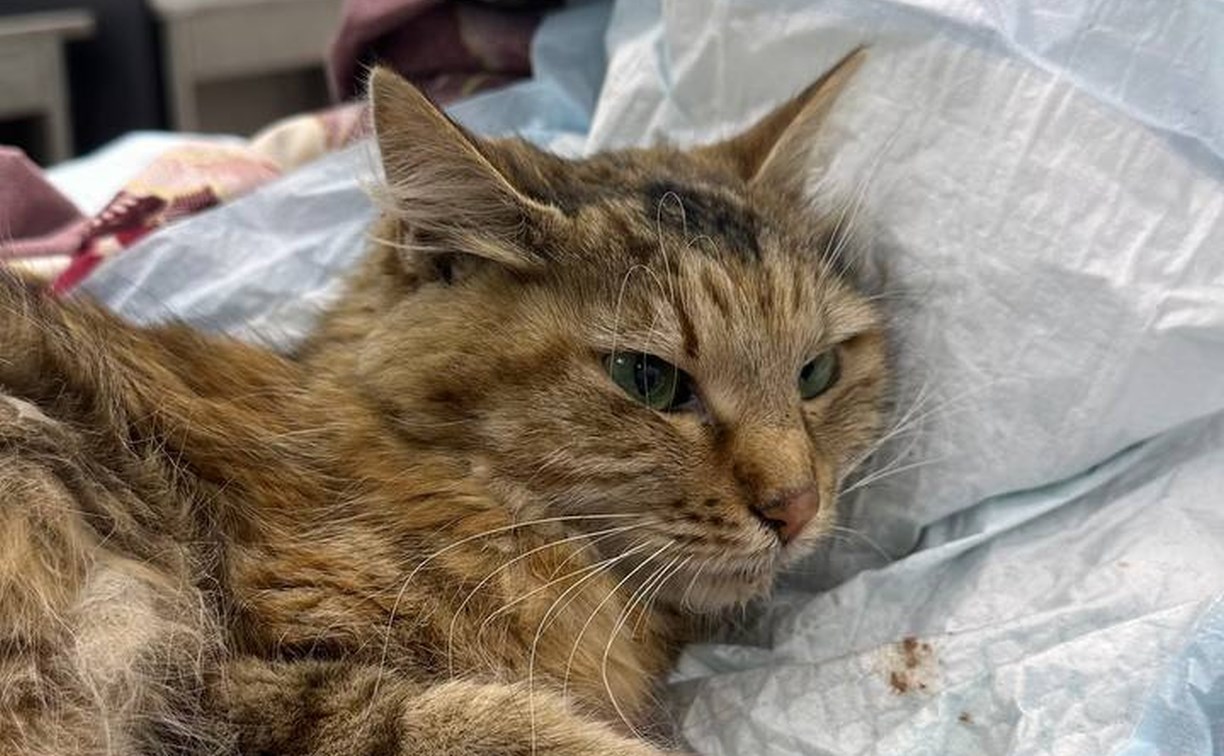 Двух кошек достали из двигателей на Сахалине: одна с травмами попала в клинику