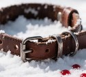 Сахалинец застрелил соседскую собаку из пневматики из-за лая: уголовное дело ушло в суд
