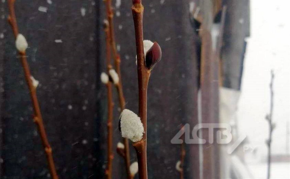 На третий день снежного циклона на Сахалине распустилась верба