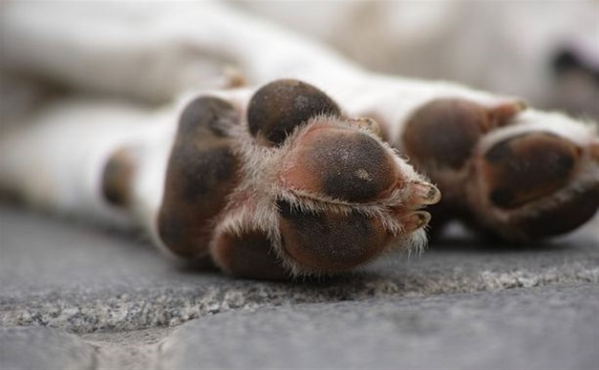 "Скончалась в течение двух часов": сахалинцы предупредили о смертельных котлетах для собак