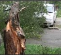 Тайфун «Санба» повалил в Южно-Сахалинске несколько деревьев. ВИДЕО