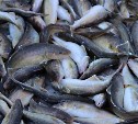 Квоты на вылов на Дальнем Востоке распределили через аукционы