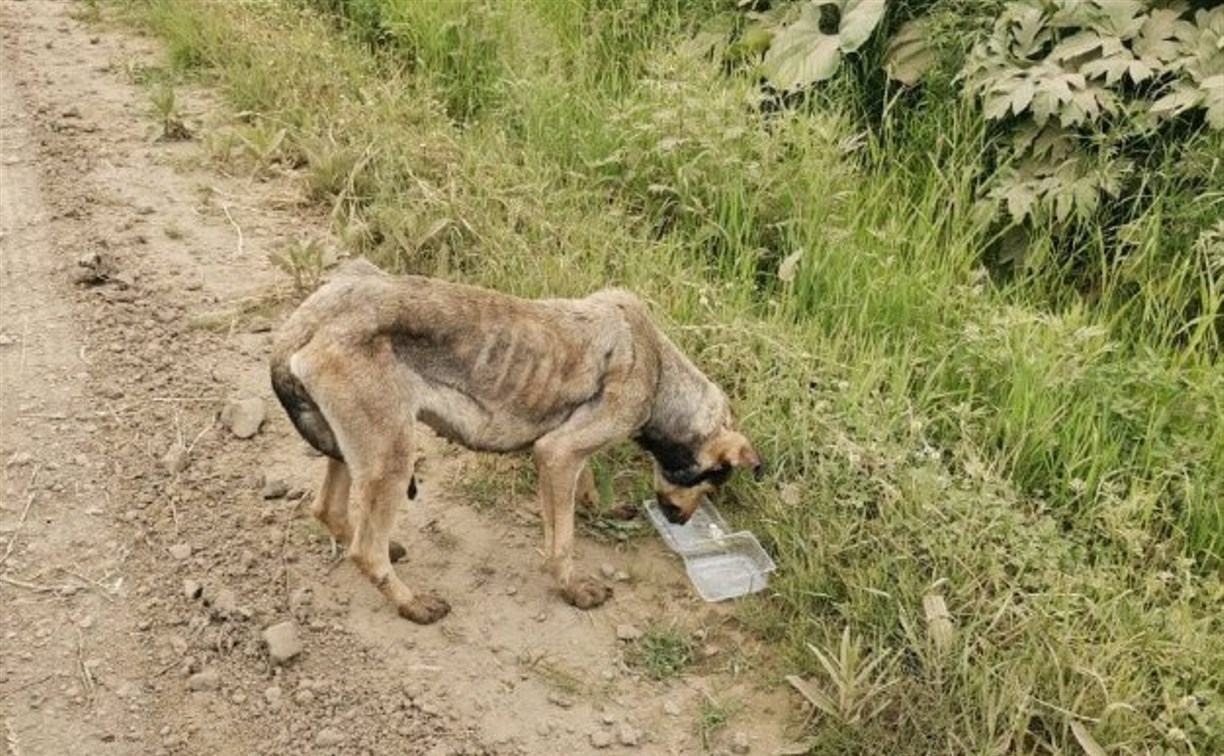 До ужаса истощенный пёс ждет помощи от проезжающих мимо водителей в Углегорском районе 