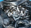 Поймавшие около 600 корюшек сахалинцы могут лишиться либо денег, либо свободы