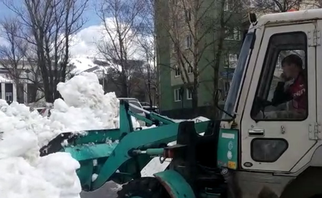 "Возмущению нет предела!": южносахалинка сняла, как рабочий ломает саженцы мокрым снегом