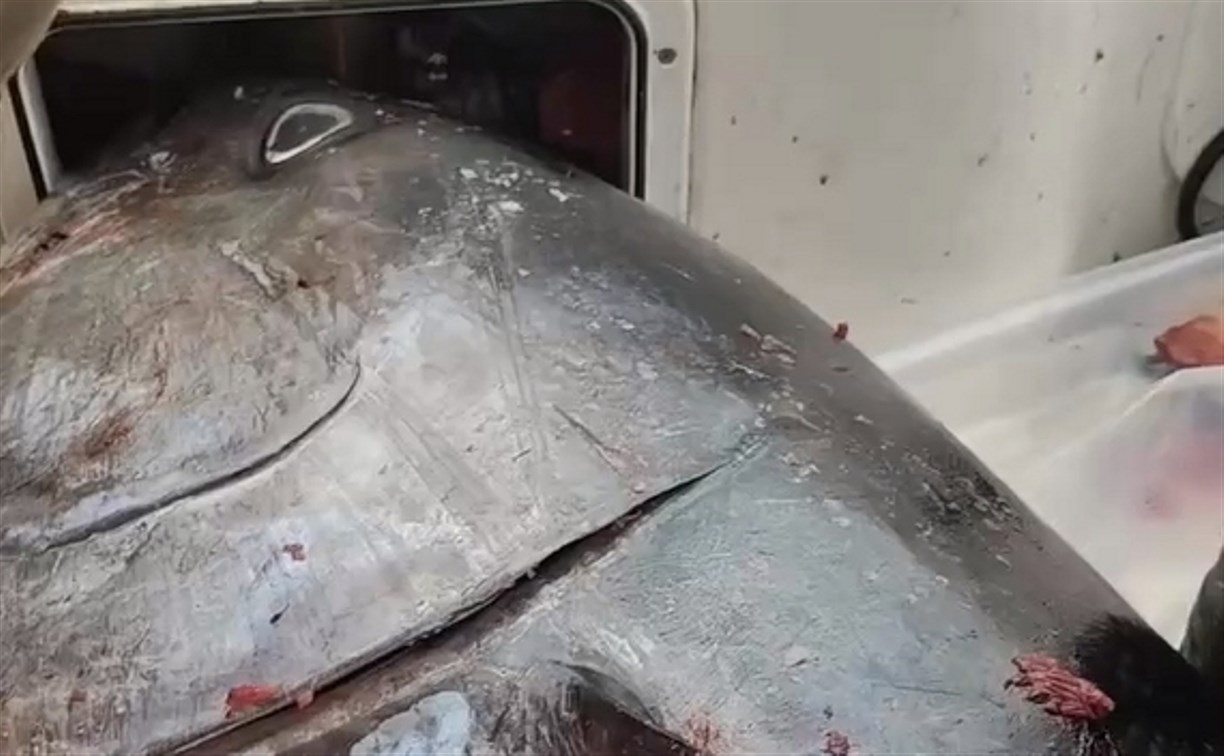 "Понятно, почему рыбы нет": на Сахалине поймали тунца с 8 кетинами внутри 