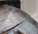 "Понятно, почему рыбы нет": на Сахалине поймали тунца с 8 кетинами внутри 