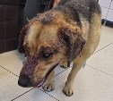 На Камчатке неизвестные живодеры ошпарили кипятком уличную собаку