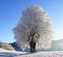 Январский мороз на Сахалине едва не побил рекорд 67-летней давности