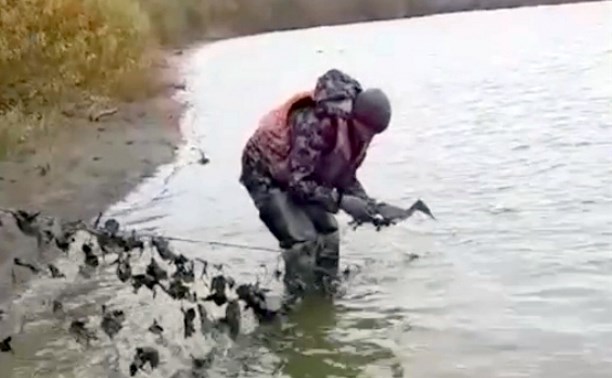 Сотрудники рыбнадзора на Сахалине спасли утку из браконьерских сетей