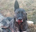 Покалеченного пса Рекса из Поронайска везут в Южно-Сахалинск - зоозащитнице нужна помощь