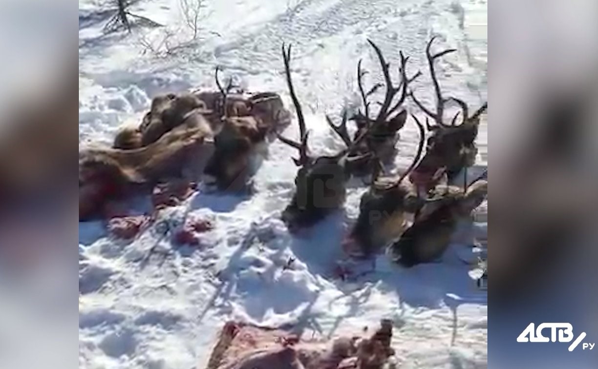 Полиция и прокуратура проверят информацию о массовом убийстве оленей на Сахалине