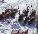Полиция и прокуратура проверят информацию о массовом убийстве оленей на Сахалине