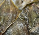 Сахалинская компания заплатит почти 25 миллионов рублей за добычу камбалы с нарушениями