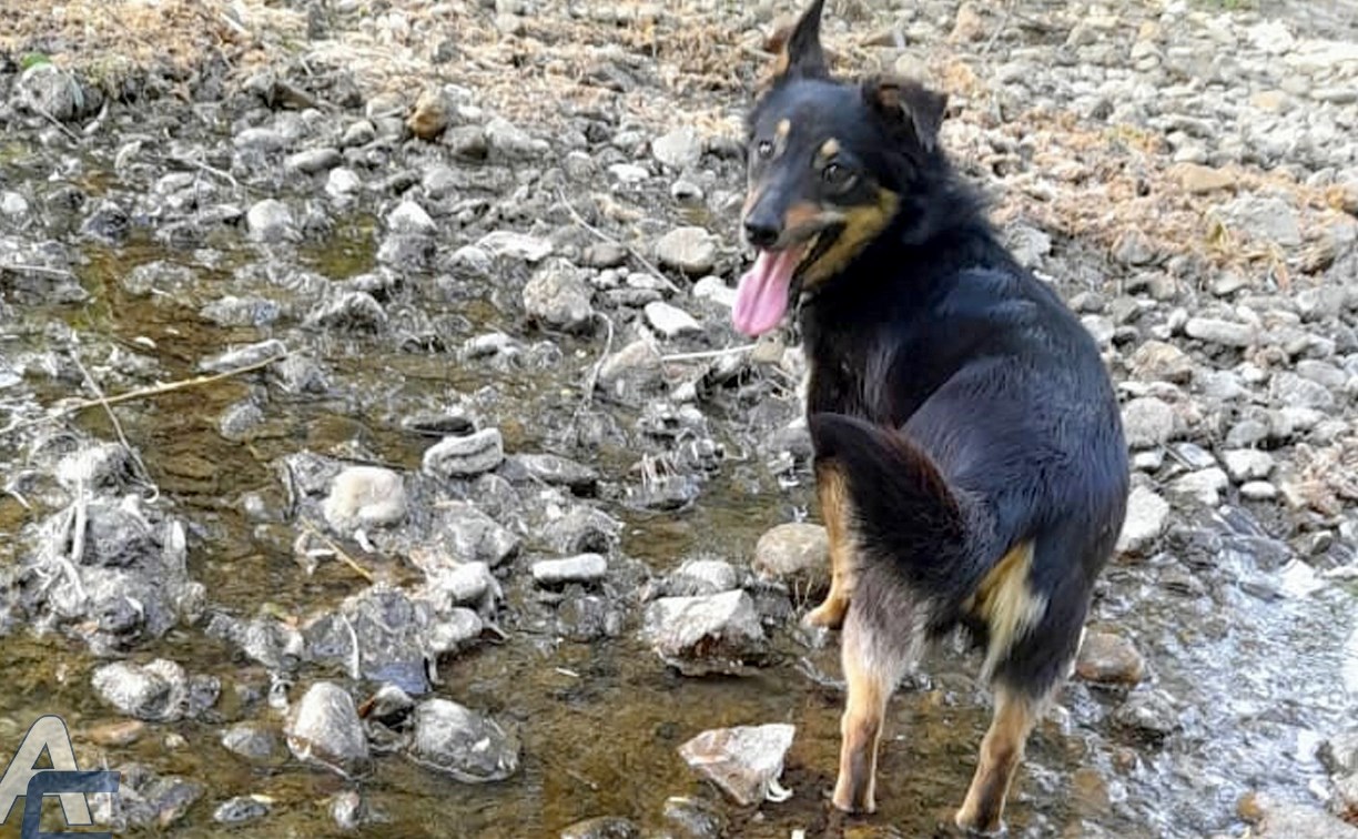 В Новосибирске с самолёта сбежала собака, которая должна была лететь на Сахалин