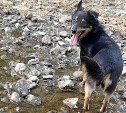 В Новосибирске с самолёта сбежала собака, которая должна была лететь на Сахалин