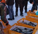 Рыбаки в Северо-Курильске бесплатно раздали жителям ящики трески и минтая