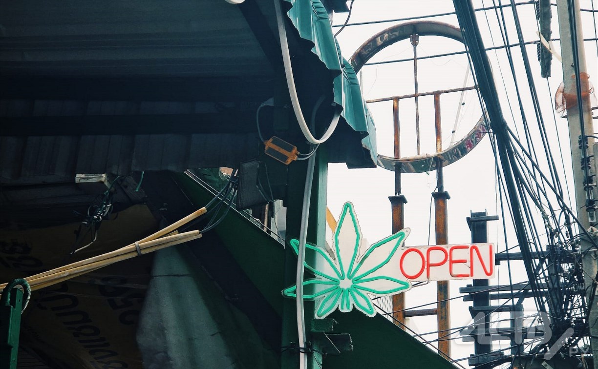 Собрал не тот урожай: на Сахалине пенсионер нашёл возле дачи кусты конопли и сделал заготовки