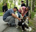 Мужчину в Южно-Сахалинске оштрафовали за выгул собаки без намордника и ошейника в парке