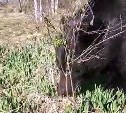 "Медведи, не топчите черемшу": сахалинцы обсуждают видео со сборщиком дикоросов 