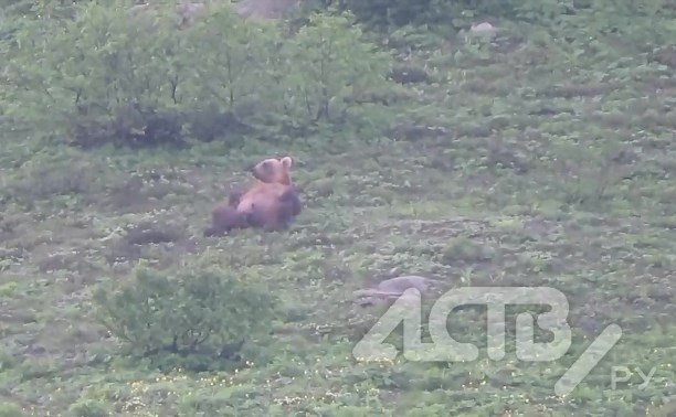 Курильчанин снял на видео, как медведь качает пресс