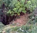 Собака провалилась в огромную яму на съезде к морю на юге Сахалина