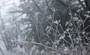 Общество