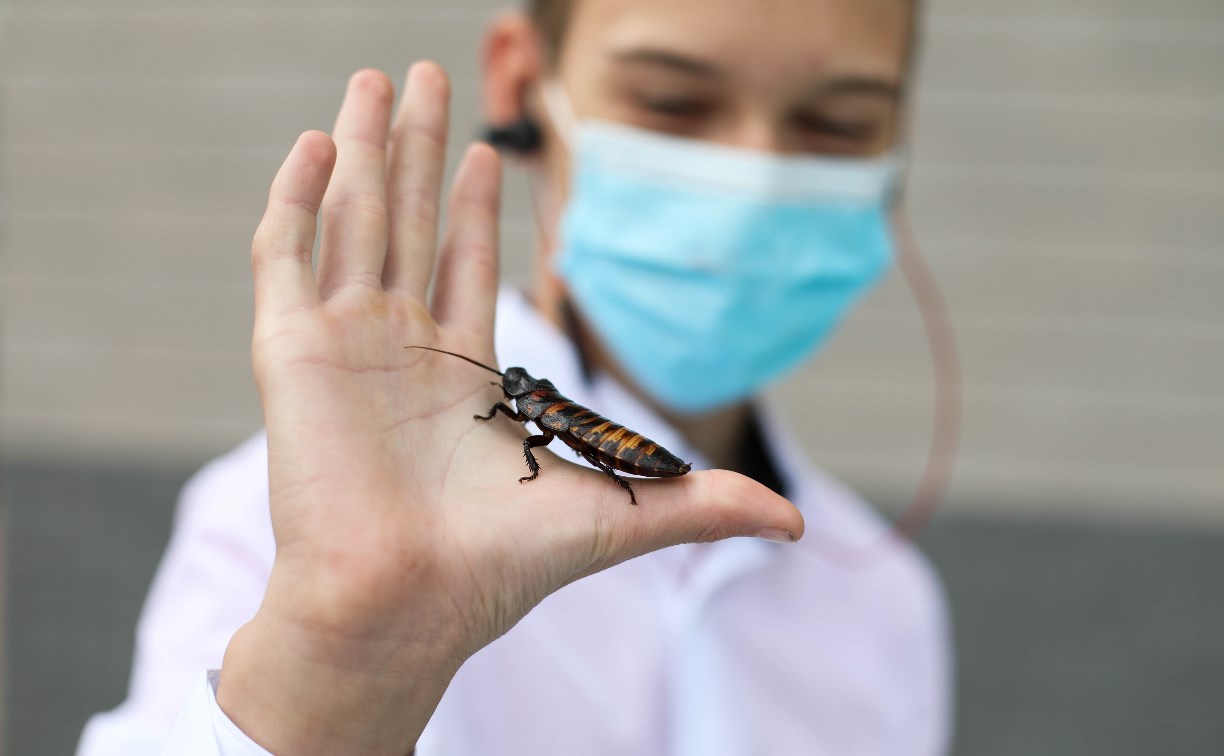 Сахалинские дети трогали тараканов ради подарков