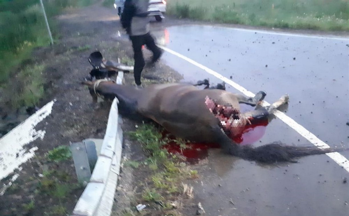 Водитель сбил лошадь с наездницей в селе Кировское