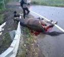 Водитель сбил лошадь с наездницей в селе Кировское