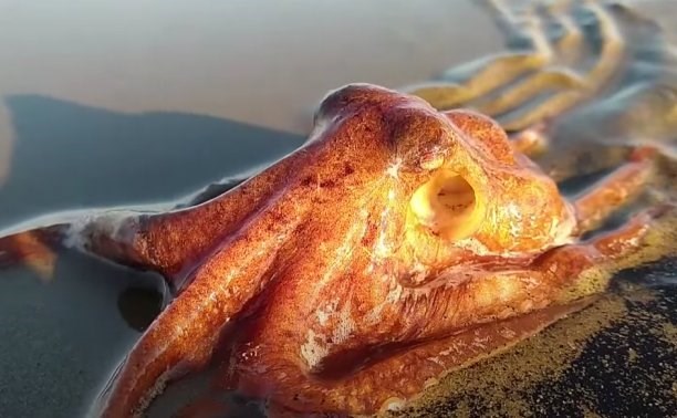 Сахалинцы нашли маленького осьминога, живущего в раковине