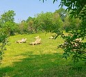 Шезлонги для любителей позагорать установили в парке Южно-Сахалинска