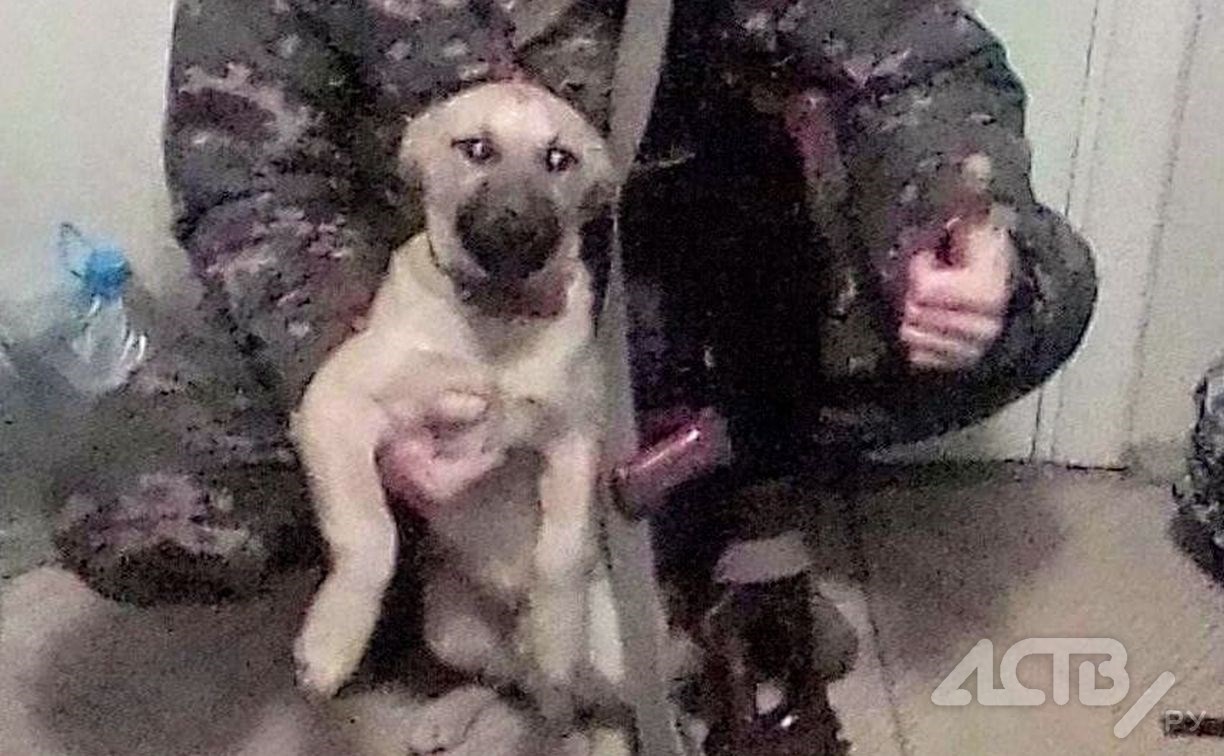 Мобилизованный мужчина прислал из зоны СВО трогательный снимок с псом по кличке Сахалин