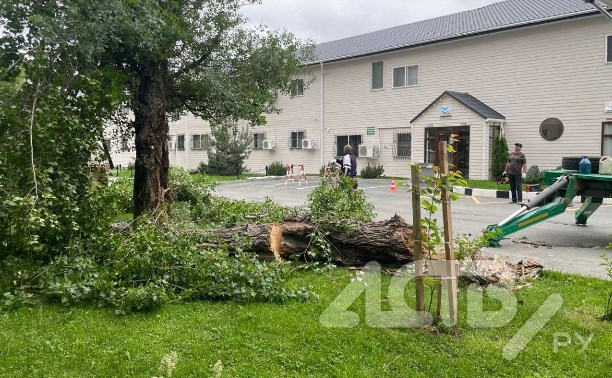Старый тополь рухнул на автомобиль в Южно-Сахалинске