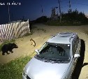 Свалка гнилых дынь и арбузов в Охе заставила медведя выйти из леса