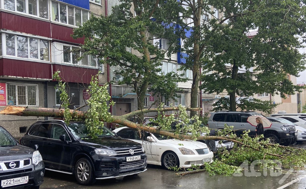 Дерево рухнуло на три автомобиля в Южно-Сахалинске
