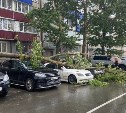 Дерево рухнуло на три автомобиля в Южно-Сахалинске