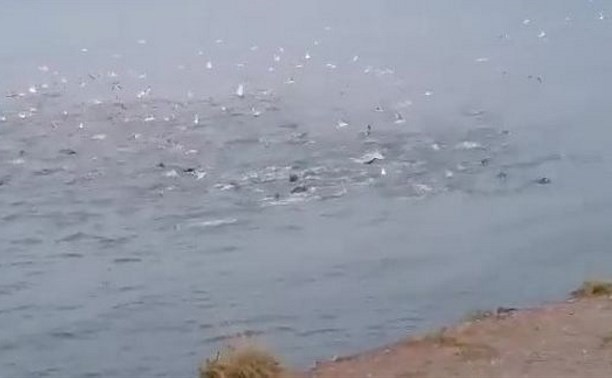 "Я первый раз такое вижу": стая нерп атаковала большой косяк сельди у берегов Сахалина