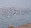 "Я первый раз такое вижу": стая нерп атаковала большой косяк сельди у берегов Сахалина