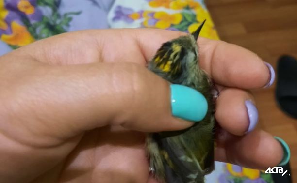 Жительница Корсакова поставила на ножки королька, которого ветром занесло в местный магазин