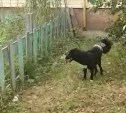 Искалеченный сахалинской автомобилисткой пёс Сема встал на ноги
