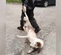 На Сахалине отловщики на глазах у ребёнка волокли по двору бьющуюся в конвульсиях собаку