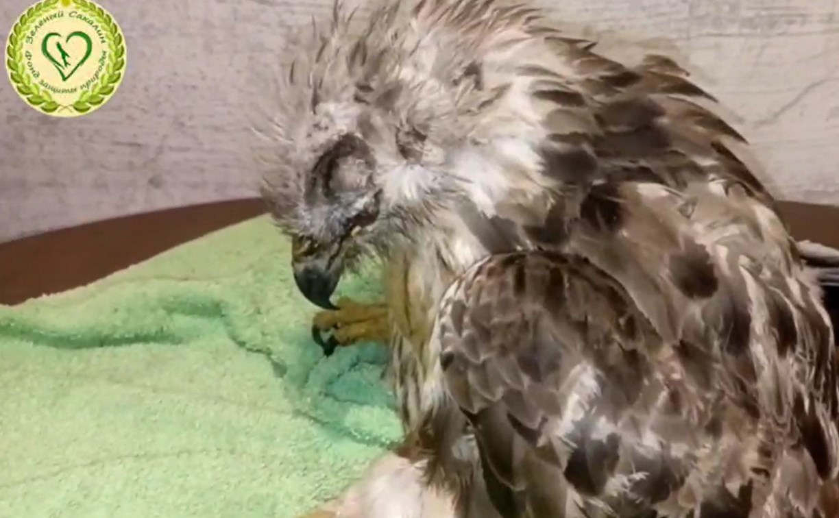 Травма, которая проявилась позже: канюк на Сахалине осталась без глаза после ЧМТ